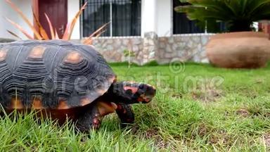 一<strong>只有</strong>橙色立方体的乌龟在草地上爬行。