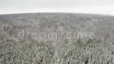 空中视频，在冬季<strong>落叶</strong>林中，用四架直升机飞过树梢，<strong>落叶</strong>和白雪覆盖的树枝