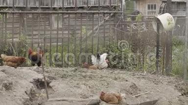 漂亮的家养母鸡在院子里走来走去。
