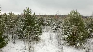 空中视频，在冬天的森林里，在白雪覆盖的小松树的松枝间飞来飞去