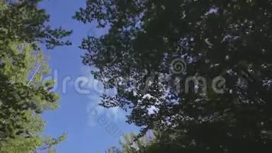 在晴朗的蓝天下，可以看到穿过的克罗恩树。开慢车时的摄像机仰视