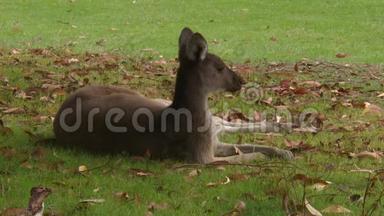 袋鼠躺在草地上