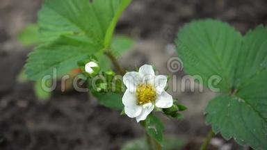 <strong>小草</strong>莓丛，有白色的花，雌手抚摸它，展示它