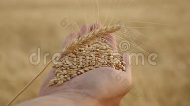 穗与<strong>粮食</strong>和小麦的手掌<strong>农民</strong>特写.. 农学家手里拿着成熟的麦粒. 农业