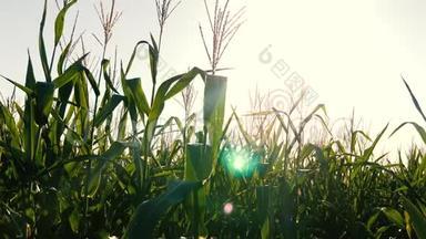 绿色的田野，成熟的玉米对抗蓝天。 玉米穗在阳光下摇动风。 收获谷物成熟