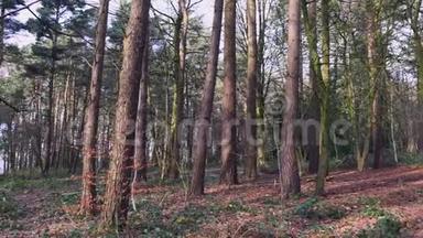 英国森林中的高大树木