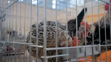 鸡在笼子里吃种子的农业动物展览，市场