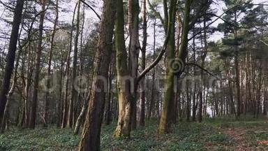 英国高大森林树木的种植权