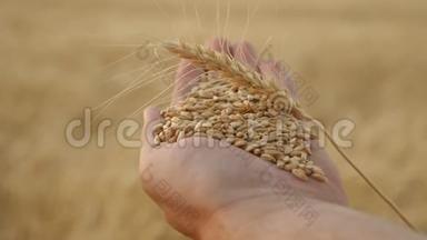 穗与<strong>粮食</strong>和小麦在一个<strong>农民</strong>的手掌特写。 农学家手里拿着成熟的麦粒. 农业