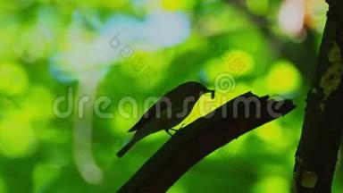 红胸捕蝇器-在绿林中的树枝上坐着唱歌的白公仔，美丽的和背
