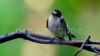 欧洲的披风捕蝇器-绿林中的一只小飞虫雄鸟坐在树枝上，旁边是他的喙