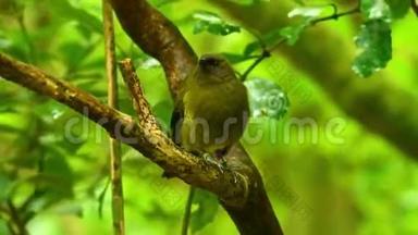 Bellbird-Anthornis melanura-makomako，毛利语，绿色森林中新西兰特有的食鸟人