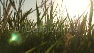 在温暖的阳光下，在绿色的田野上碾碎玉米。 农业概念。 农业企业。 玉米地