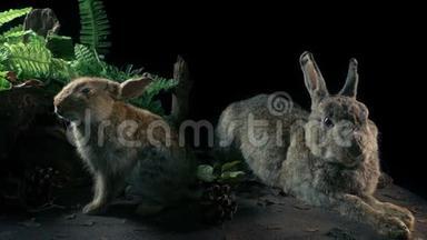 兔子在自然历史上的展示