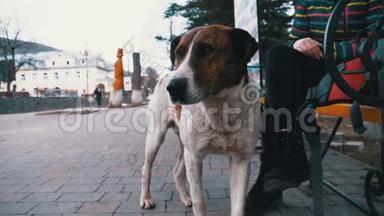 一只悲伤的流浪狗在一个城市公园里用悲伤的眼睛走<strong>出门</strong>。 慢动作