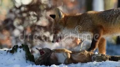 那只红狐狸吃了一只她在森林里抓到的野兔