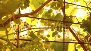 美丽的葡萄在阳光下成熟。 夕阳下的葡萄种植园。 美丽的葡萄