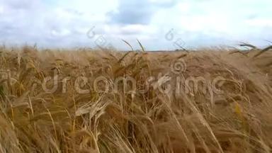 麦田。 地上的<strong>金色麦穗</strong>.. 草甸麦田成熟穗的背景。