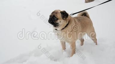 有趣的小狗在冬天的雪地公园里系着皮带走路，惊讶地环顾四周，站在雪地里