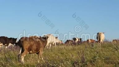 奶牛在牧场上放牧. 美丽的高山草地和奶牛。 蓝天上牧场上的牛。 奶业概念