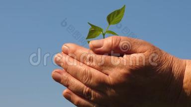 园丁的双手捧着一棵<strong>绿苗</strong>在手心顶着天空.. 特写镜头。 农夫手中的嫩芽