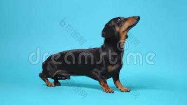 蓝色背景上可爱的小黑和棕褐色的dachshund<strong>执行</strong>不同的命令。 站着，坐着，躺着