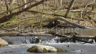 森林中的溪流。 自然溪流、树枝和树木