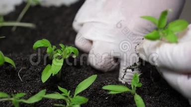 农民手戴手套在温室里种绿苗。 特写镜头。 蕃茄在蕃茄掌中的幼苗