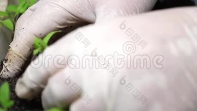 农民手戴手套在温室里种绿苗。 特写镜头。 蕃茄在蕃茄掌中的幼苗