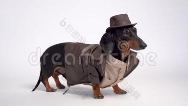 戴着考古学家服装、帽子、衬衫和棕色夹克的黑褐<strong>色达</strong>春德犬，被隔离在白色背景上