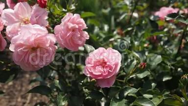 高清电视中花园的粉红玫瑰花