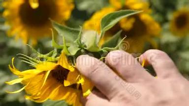农学家在一片黄色的向日葵田里工作。 农夫`手看一朵盛开的向日葵。 一朵向日葵在