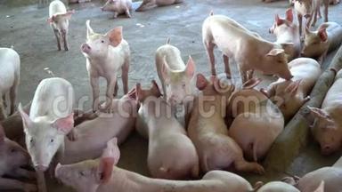 一群猪，在当地的东盟养猪场看起来健康的牲畜。 没有地方的标准化和清洁农业的概念