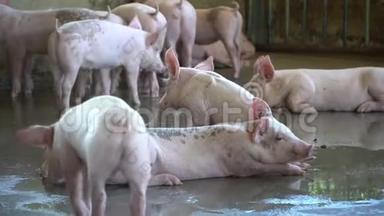 一群猪，在当地的东盟养猪场看起来健康的牲畜。 没有地方的<strong>标准化</strong>和清洁农业的概念