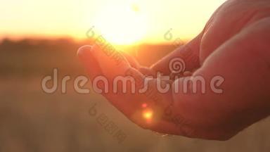 一粒麦子在一个农民的手中，在美丽的夕阳下。 特写镜头。 商人评价质量