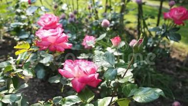 高清视频中花园中的粉红色玫瑰花