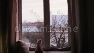 猫坐在窗台上看着窗外