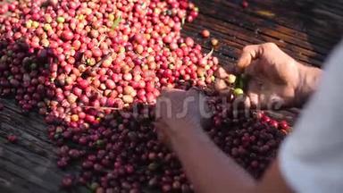 一个农夫`手把绿色咖啡樱桃从<strong>红色</strong>和成熟的樱桃<strong>分类</strong>。