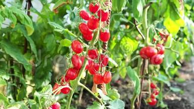 温室4K视频中新鲜成熟的红西红柿