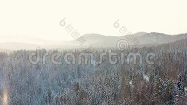 晴天的冬季森林。 白雪覆盖的枞树。 大雪纷飞。 上面的美景