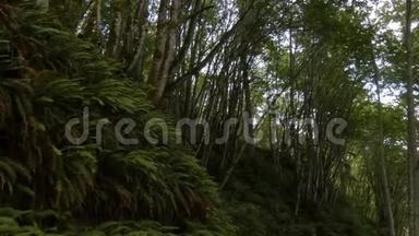 茂密的森林，高大的树木覆盖着苔藓和蕨类植物