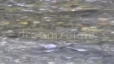 华盛顿州河里有鲑鱼在清水中游动