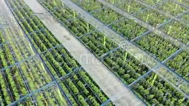 生长在温室里的绿色植物。 农业，农业产业，农业理念..