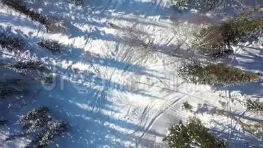 晴天的冬季森林。 白雪覆盖的枞树。 大雪纷飞。 上面的美景
