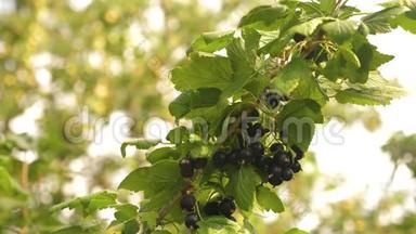 黑醋栗在花园里成熟多汁，一种大的甜醋栗浆果。特写镜头。收获黑醋栗。美味的浆果