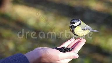 鸟儿用手吃种子