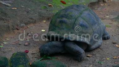 奥达布拉巨大的乌龟浏览叶奥达布拉切利吉甘蒂亚。 马河岛塞舌尔。