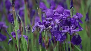 一点风<strong>吹拂</strong>着紫色的花朵。 特写拍摄可爱的紫色鸢尾花.. 浪漫美丽的鸢尾花