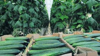 农业，<strong>农耕</strong>，粮食生产理念.. 温室里有黄瓜的纸板箱。