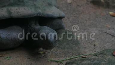 奥达布拉巨大的乌龟正在寻找奥达布拉切利斯吉甘特亚周围。 马河岛塞舌尔。 特写镜头。